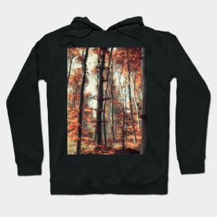 Fall in the woods Hoodie